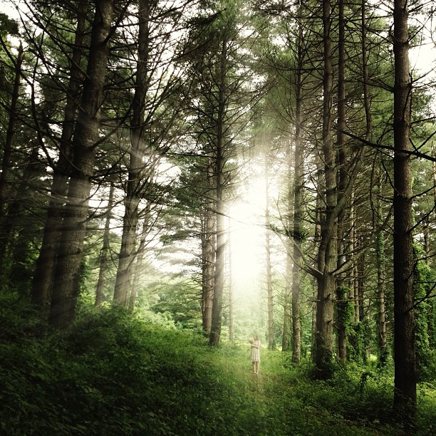 A forest with trees and sunlight coming through the trees.