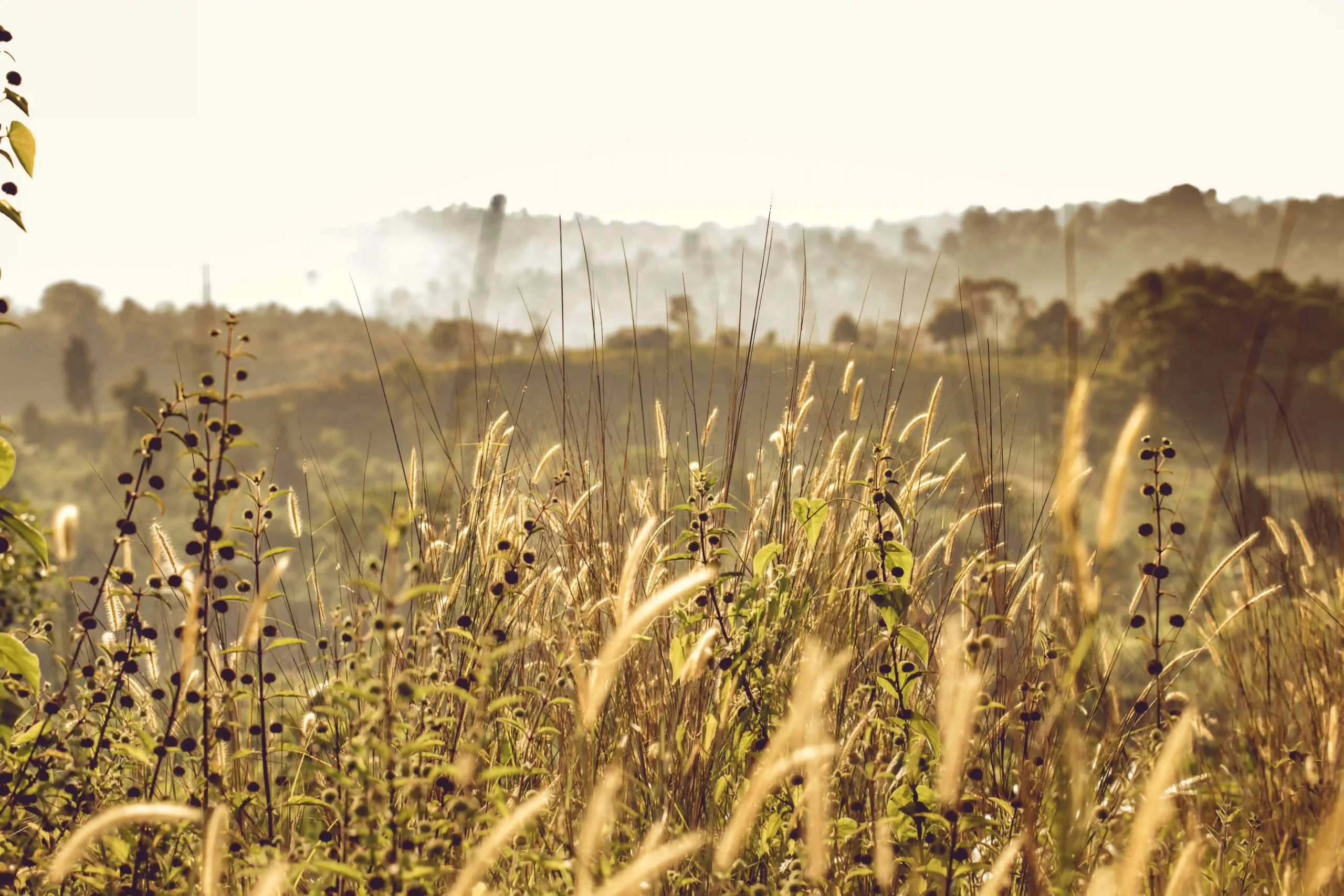 A field with tall grass and smoke coming from the sky.